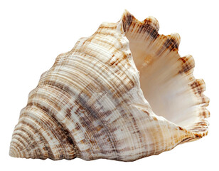 Fototapeta premium Seashell discovered on summer beach, cut out - stock png.