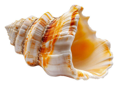 Colorful conch shell resting on a white background, cut out - stock png.