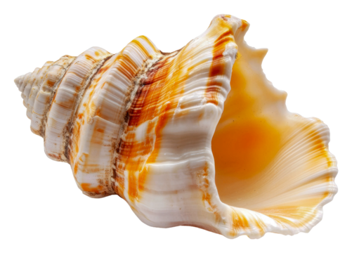 Colorful conch shell resting on a white background, cut out - stock png.