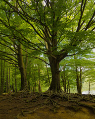 Un imponente árbol de tronco grueso y raíces expuestas domina el paisaje junto al embalse de...