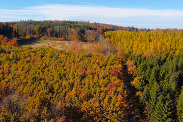 Autumn Forest Landscape with Vibrant Foliage and Evergreen Trees Under Clear Blue Sky