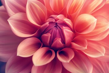 Fototapeta premium Close-Up View of Delicate Pink Flower Petals
