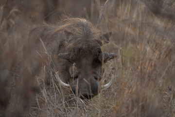 Desert warthog among the bushes. Warthog during safari in Kruger national park. 