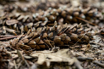 Western white pine cones in the forest.