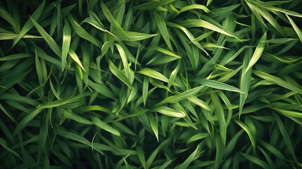 Close-up of lush green grass texture, with soft blades creating a natural, vibrant background for outdoor themes.