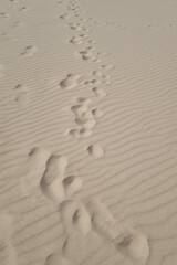 Solitary Footprints in the Desert Sand - Concept: Tranquility, Journey, and Solitude