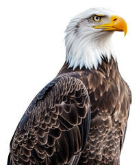 Obraz premium Bald eagle perched on white backdrop, cut out - stock png.