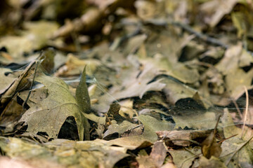 Spider web on leaves in the forest.
