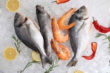 Fresh raw sea food and products on ice cubes, flat lay
