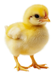 Fototapeta premium Cute yellow chick standing on a white surface, cut out - stock png.