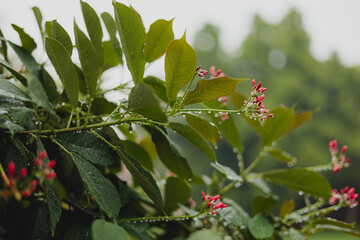 holly berries on a branch