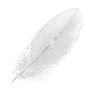 Fototapeta white feather isolated on transparent background cutout