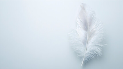A fluffy white feather on a blank background


