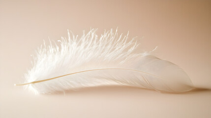 A fluffy white feather on a blank background


