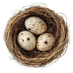 Obraz premium Nest with three speckled eggs in natural setting, cut out - stock png.