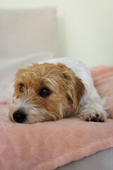 Dog take a rest on a couch and observed