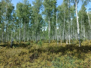 Rekyva forest during sunny summer day. Pine and birch tree woodland. Blueberry bushes are growing in woods. Sunny day with white and gray clouds in sky. Summer season. Nature. Rekyvos miskas.