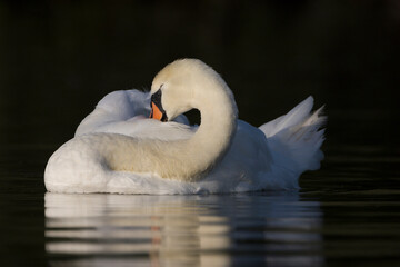 White swan in the morning light on the water sticking its beak into its plumage