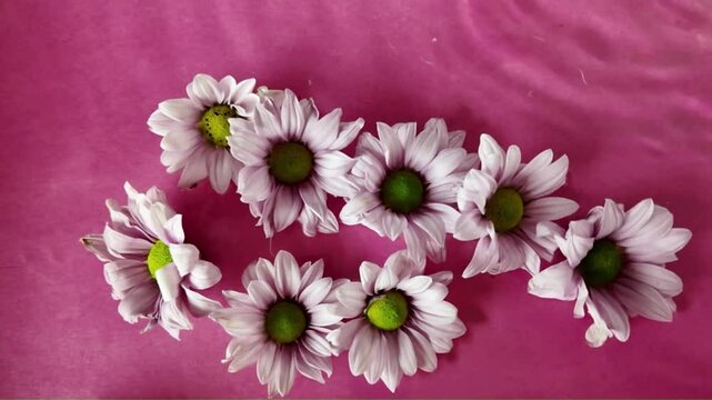 White chrysanthemum flowers float in the water. Tiny chrysanthemum flowers swing on the water surface. Chrysanthemum flowers on a purple background. Concept of cosmetics, wellness, self-care