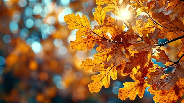 Sun shining through golden autumn oak leaves
