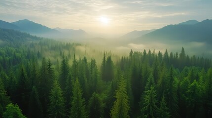 A tranquil sunrise over a lush forest, with mist rising among the towering trees, showcasing the beauty of nature's harmony.