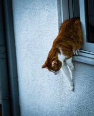Cat climbing out of a window