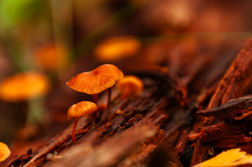 small swedish mushroom on fallen tree