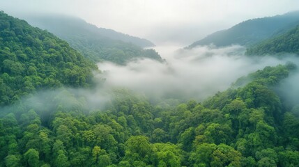 Aerial view of a lush green valley shrouded in mist, showcasing the beauty of nature and tranquility of dense forests.