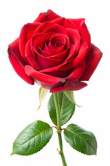 Naklejka premium red rose isolated on white background