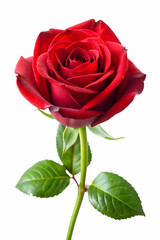 Fototapeta premium red rose isolated on white background
