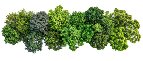 Top view of diverse trees showcasing various shades of green isolate on transparent background, cutout, png