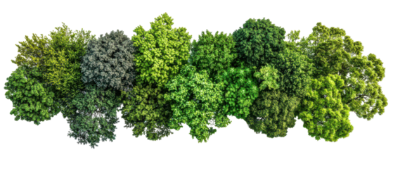 Top view of diverse trees showcasing various shades of green isolate on transparent background, cutout, png