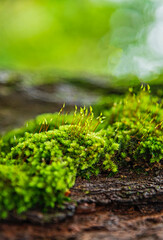 A moss is a flowerless, spore-producing plant - with the spores produced in small capsules.