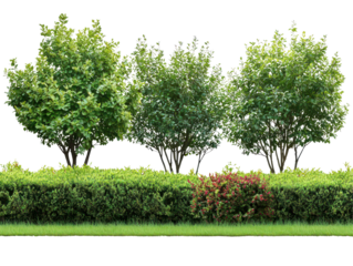 Green trees and vibrant shrubs form a natural landscape barrier isolate on transparent background, cutout, png