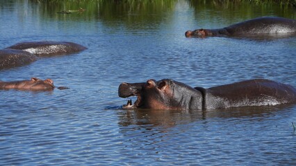 Fototapeta premium magnifique et imposant hippopotame dans le fleuve de Tanzanie 