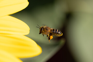 Detailed shot of a bee mid-flight, approaching a yellow flower with pollen on its legs, emphasizing...