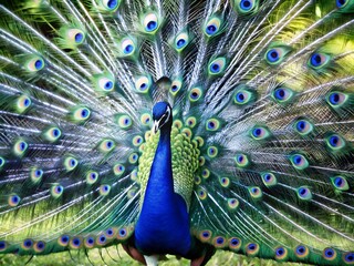 Obraz premium Peacock with fanned tail, peacock with feathers