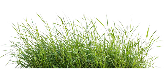 Vibrant green grass growing densely, ideal for nature-themed projects and backgrounds, cutout, png