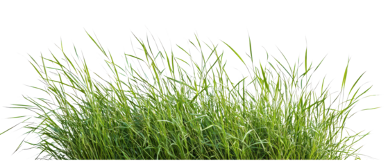 Vibrant green grass growing densely, ideal for nature-themed projects and backgrounds, cutout, png