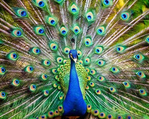 Fototapeta premium Peacock with fanned tail, peacock with feathers