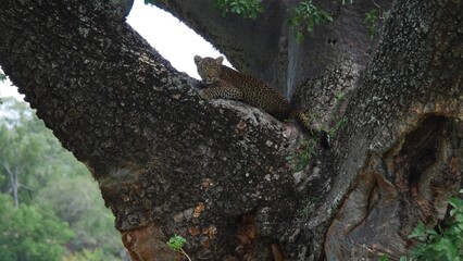 magnifique léopard plongé sur un arbre majestueux