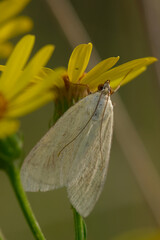 Moth resting on a yellow wildflowers