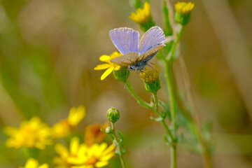 Common blue butterfly on a yellow flower