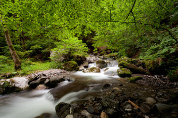 Torrent foret