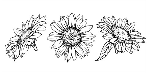 Sketch of Sunflower set. Flower Pen and Ink Drawing. Vector illustration on white background. Botanical Graphic engraving design. EPS10