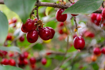 Close up of a branch with red dogwood berries and leaves.