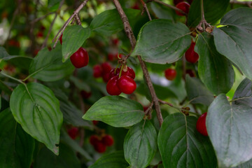 A branch with red dogwood berries among green leaves.