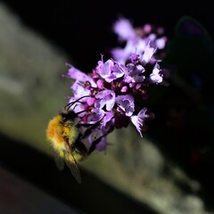 Wild Bee collecting pollen from a wild Basil flower