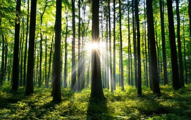 Obraz premium Bright morning light streaming through a forest, symbolizing the promise of a new day