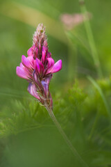 Plante montagne